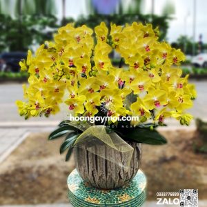 chậu hoa lan hồ điệp vàng 35 cành