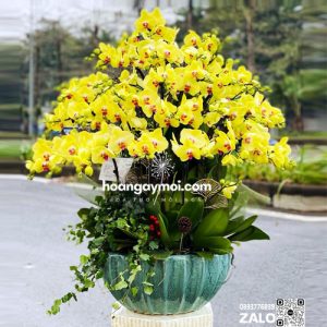 chậu hoa lan hồ điệp vàng 35 cành