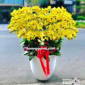 Chậu Hoa lan Hồ Điệp Vàng 50 cành