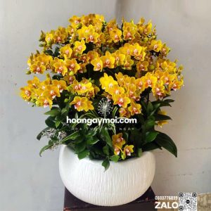 chậu hoa lan hồ điệp vàng cam 18 cành