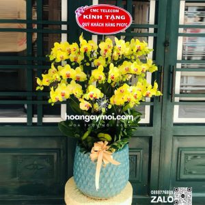 chậu lan hồ điệp vàng 15 cành