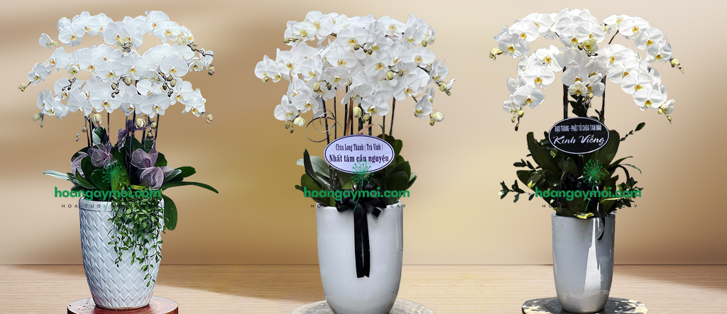 Chậu Lan Hồ Điệp Trắng Chia Buồn Tang Lễ