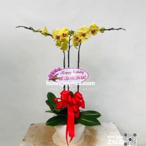 Chậu Hồ điệp vàng 3 cành