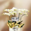 LHĐ 258 ( 10 CÀNH )
