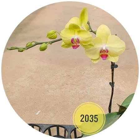 2035